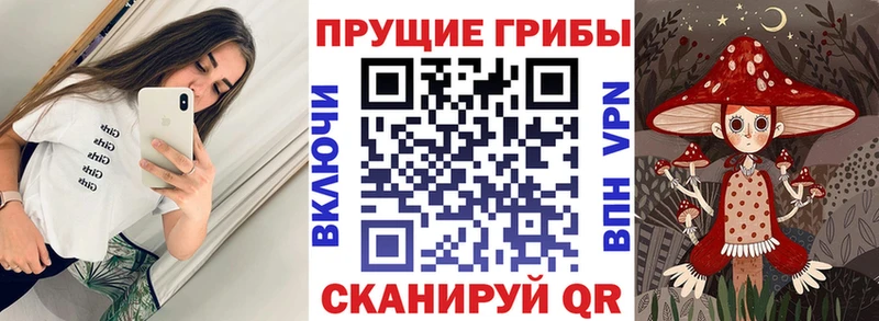 Галлюциногенные грибы Psilocybine cubensis что такое Бодайбо